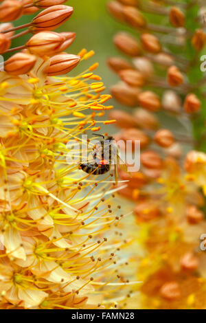 Eremurus isabellinus Cleopatra Foxtail Lily, Desert candle, decorative plant Stock Photo