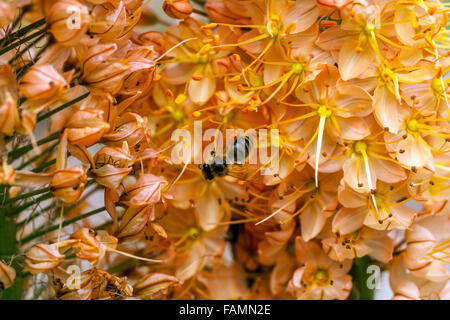 Eremurus isabellinus Cleopatra Foxtail Lily, Desert candle, decorative plant Stock Photo