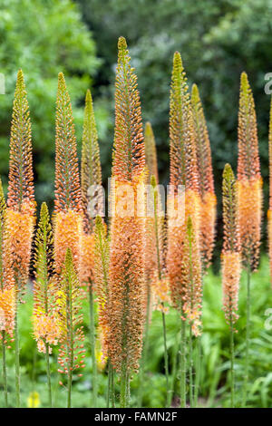 Desert candle, Eremurus isabellinus Cleopatra Foxtail Lily Stock Photo