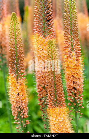 Eremurus isabellinus Cleopatra Foxtail Lily, Desert candle, decorative plant Stock Photo