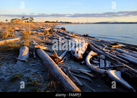 Driftwood on beach at sunrise with Point Wilson Lighthouse and Mount Baker in distance, Fort Worden State Park, Port Townsend, W Stock Photo