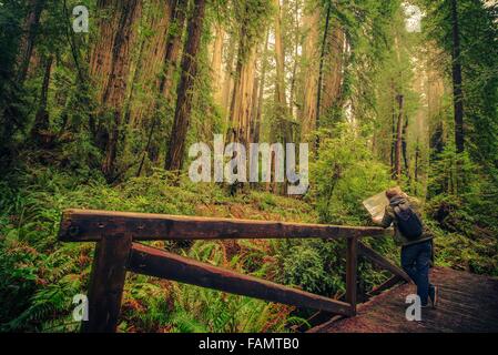 Hiker with Map on a Trail in the Redwood Forest National Park, California, United States. Hiking Redwoods. Stock Photo