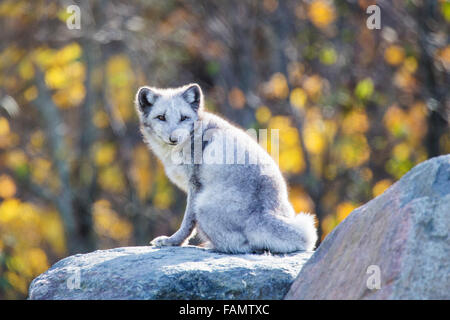 Arctic (Vulpes lagopus)  fox in autumn golden light Stock Photo