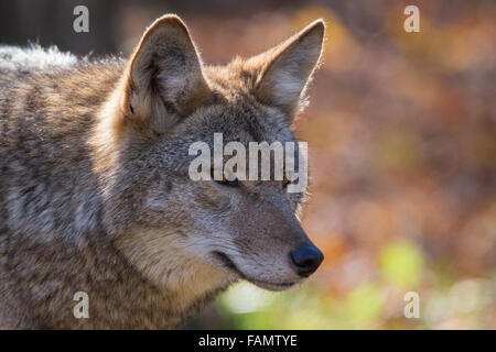 Coyotes in autumn golden light Stock Photo