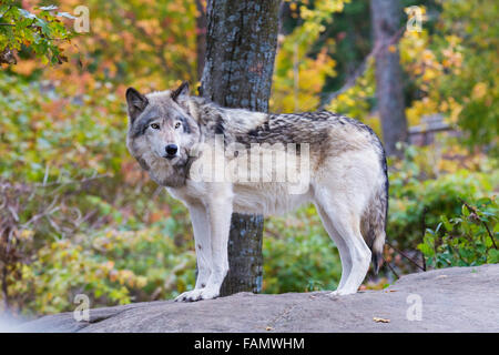 Alpha male timber wolf in autumn forest Stock Photo: 92657535 - Alamy