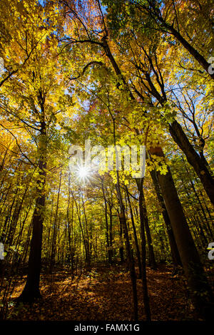 Spectacular, colorful autumn landscape in  Parc Regional de la Riviere-du-Nord, Canada, Quebec Stock Photo