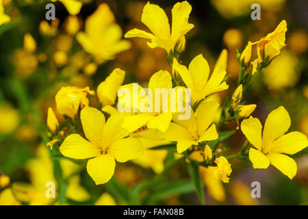 Linum dolomiticum blooming Golden Flax Stock Photo