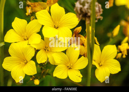 Golden Flax Linum dolomiticum Stock Photo