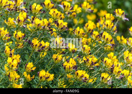 Cytisus ruthenicus, Chamaecytisus ruthenicus Yellow, Shrub, Garden, Plant Stock Photo