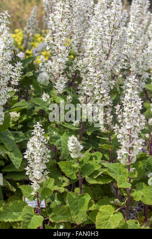 Salvia sclarea,  clary sage white flower plant Stock Photo