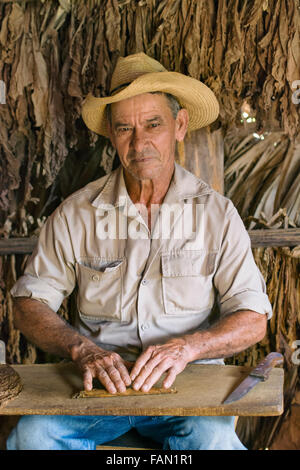 Cigar Rolling, Cuban Tobacco Farmer Cigar Maker Roller Vinales Valley, Cuba Stock Photo