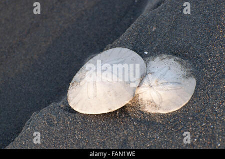 Two sand dollars on the beach, photographed at Ocean Shores, WA, Grays Harbor, USA. Stock Photo