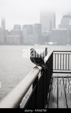Urban pigeons perched on the end of the pier on Jersey City waterfront on a misty, wet day looking across to the NYC skyline. Stock Photo