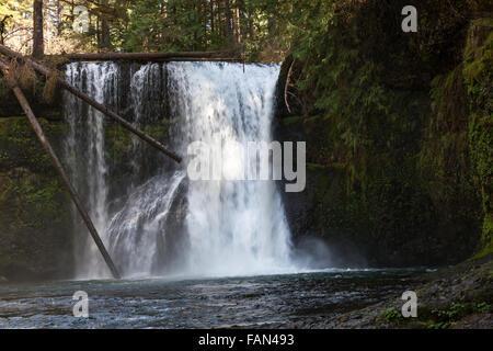 The Upper North Falls located in Silver Falls State Park in Oregon cascading over rock and under dead trees. Stock Photo