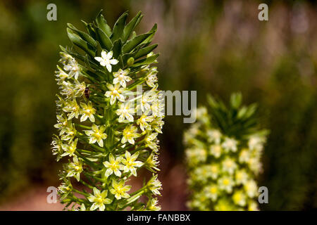 Eucomis pallidiflora Pole - Evansii, Giant Pineapple Lily flowers