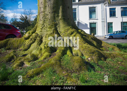 old tree trunk with large roots in a park Stock Photo