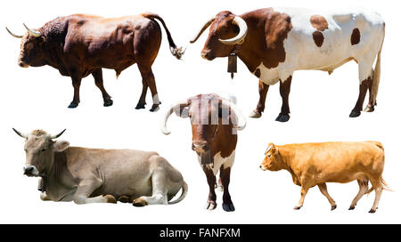 Set of cows. Isolated over white  background Stock Photo