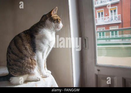 Tabby and white cat sitting in a table, looking through the window. Stock Photo