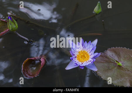 A purple lotus flower floating on the surface of a pond Stock Photo