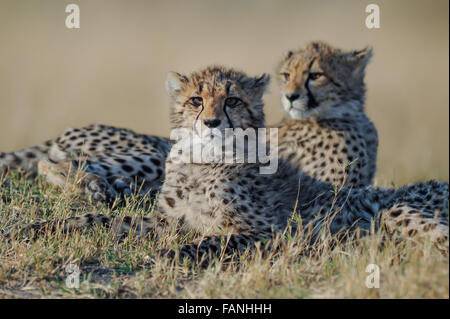 Two cheetah (acinonyx jubatus) sisters resting in morning sunlight in Moremi National Park 3rd bridge), Botswana Stock Photo