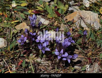 Field gentians, beautiful wildflowers growing in the Alps Stock Photo