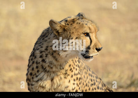 Cheetah (Acinonyx jubatus), Cheetah Conservation Fund, near Otjiwarongo, Namibia Stock Photo
