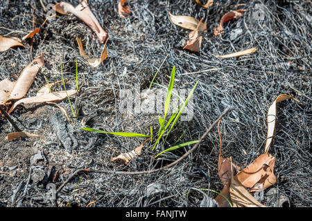 New Life after fire Stock Photo