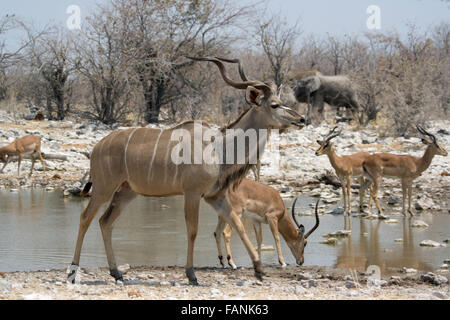 Kudu and antelope at watering hole in Etosha, Namibia, elephant in background Stock Photo