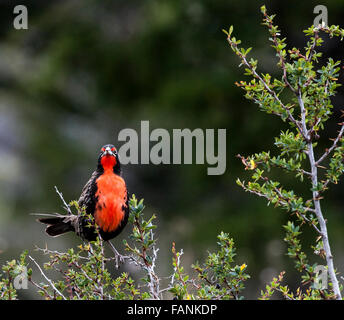 Long-tailed Meadowlark (Sturnella loyca) on tree Torres del Paine National Park, Chilean Patagonia, Chile, South America Stock Photo