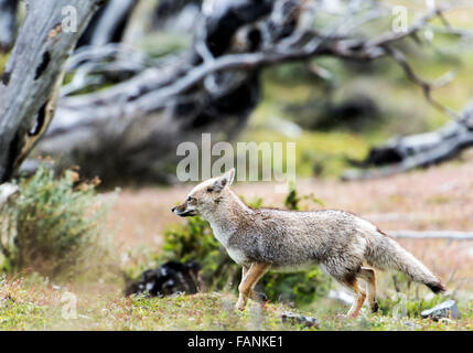South American / Patagonian Grey Fox (Lycalopex griseus) Torres del Paine National Park Chilean Patagonia Chile Stock Photo
