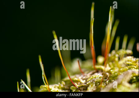 Oak Moss (Evernia prunastri) filaments close up Dartmoor, England, Great Britain, United Kingdom, Europe Stock Photo