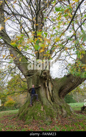 Cowdray Colossus, Sweet Chestnut tree [Castanea sativa]. Largest Sweet ...