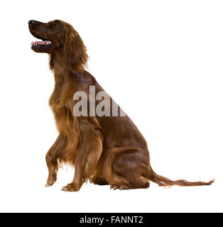 Sitting  setter Isolated over white Stock Photo