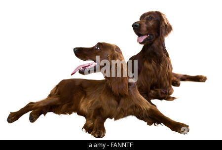 Two Irish Setters, isolated over white Stock Photo