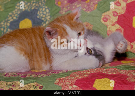 Two kittens playing on home made quilt, Maine, USA Stock Photo