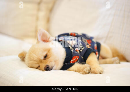 Sleepy pomeranian wearing dog t-shirt napping on the sofa Stock Photo