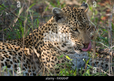 Leopard (Panthera pardus), female, portrait, lying in grass, Sabi Sands Game Reserve, Mpumalanga, South Africa Stock Photo