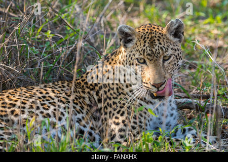 Leopard (Panthera pardus), female, portrait, lying in grass, Sabi Sands Game Reserve, Mpumalanga, South Africa Stock Photo
