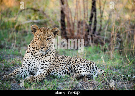 Leopard (Panthera pardus) male, Sabie Sands Game Reserve, Sabi Sabi Bush Lodge, South Africa, RSA Stock Photo