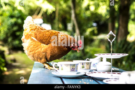 Chicken eating leftovers on table Stock Photo
