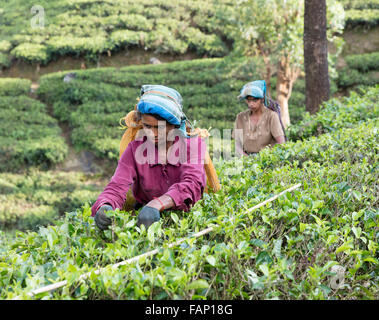 Tamil women pick tea at tea estate near Hatton, Sri Lanka Stock Photo