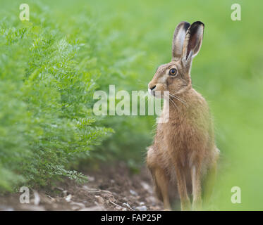 Brown or Common Hare in Carrot Crop Stock Photo