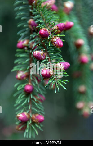 Norway Spruce Picea abies 'Finedonensis' close-up shoots Stock Photo