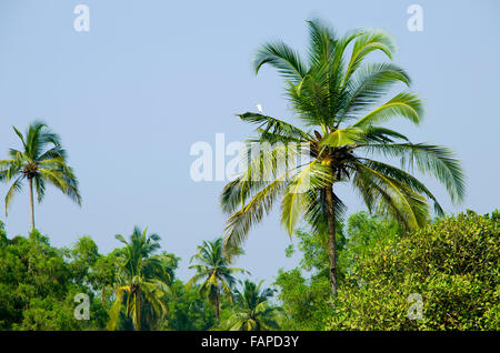 palm grove in India,palm trees,a plant,the nature,a landscape of palm trees,the nature of india,asia,plants,trees,the wood Stock Photo