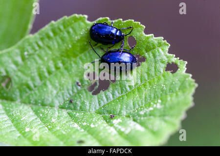Alder Leaf Beetle Agelastica alni on European alder Alnus glutinosa leaf beetles Stock Photo