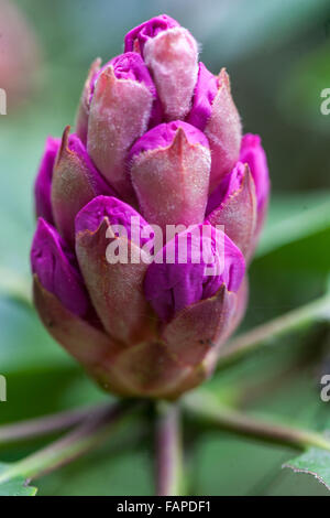 Opening bud of rhododendron buds, budding flower Stock Photo