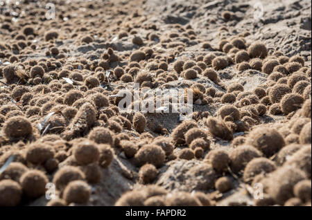 Moss ball close-up. El Campello beach. Alicante, Spain Stock Photo