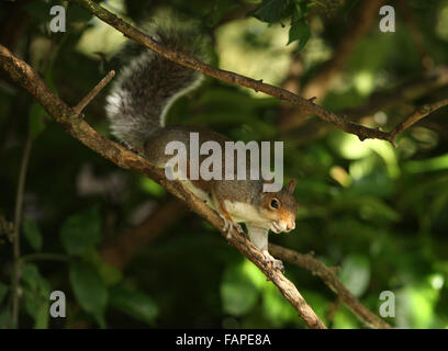 Grey Squirrel playing in the trees Stock Photo