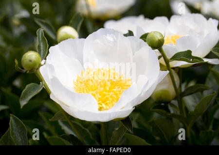 Paeonia. White peony flower. Stock Photo