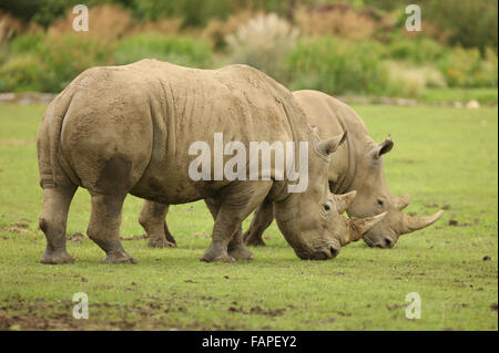 A pair of White Rhinos Stock Photo